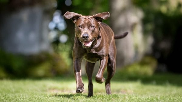 hip-dysplasia-in-dogs-and-cats