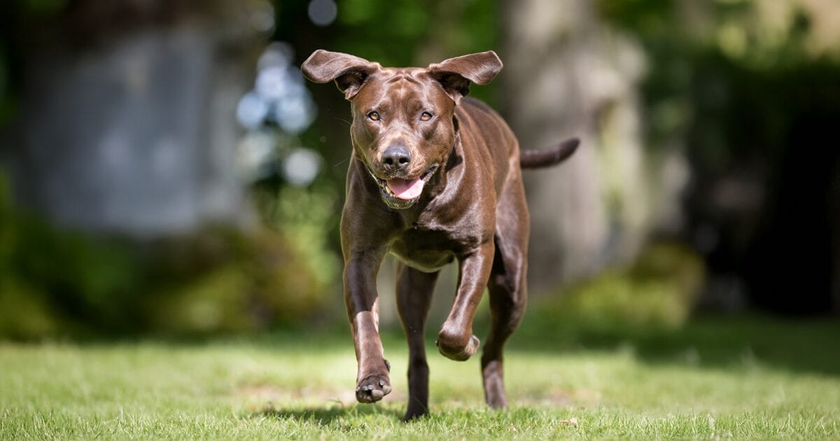 hip-dysplasia-in-dogs-and-cats