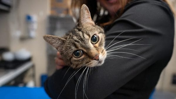 kidney-stones-in-dogs-and-cats-signs-treatment-and-care