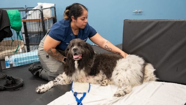 massage-therapy-for-pets