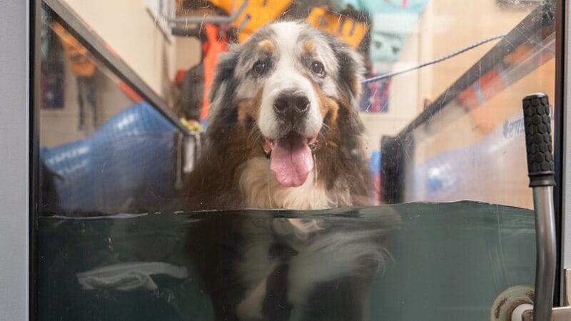 rehabilitation-water-treadmill-for-hip-dysplasia-treatment-for-pets