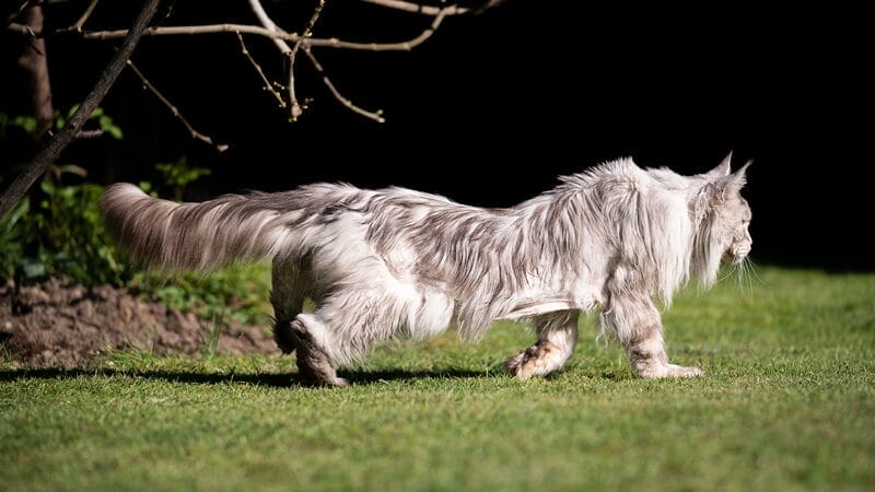 signs-of-hip-dysplasia-in-dogs-and-cats