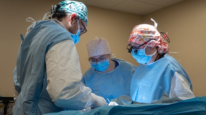 surgery-options-for-hip-dysplasia-in-pets