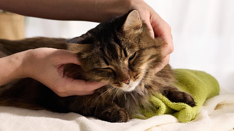 the-benefits-of-massage-therapy-for-pets