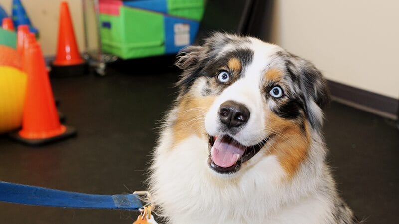 types-of-pet-massage-therapy