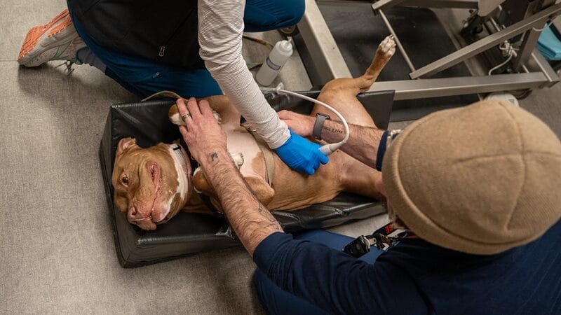 ultrasound-for-kidney-stone-monitoring