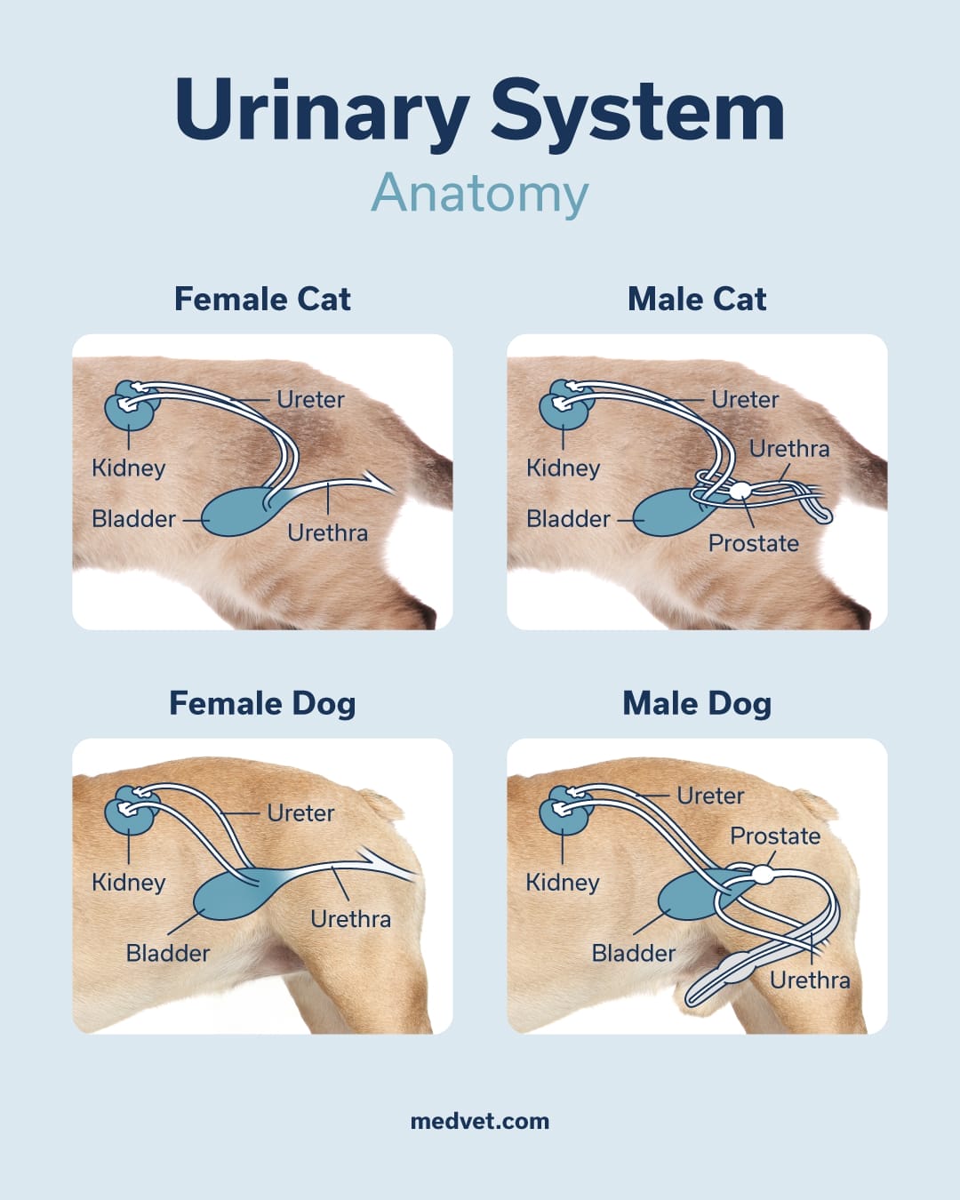 urinary-system-dog-cats-kidney-stones