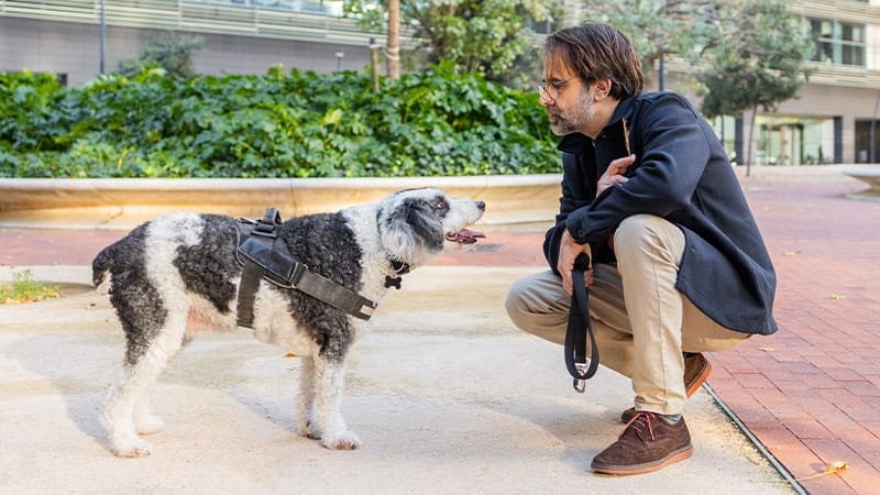 dog-bite-prevention-approach-dogs-with-care