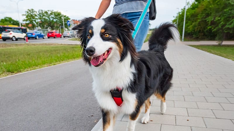dog-bite-prevention-leash-safety