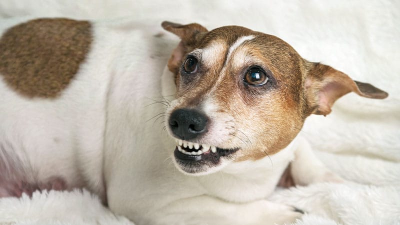 dog-bite-prevention-verbal-nonverbal-clues