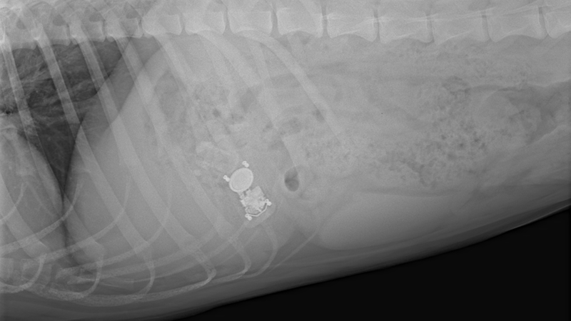 foreign-body-ingestion-in-a-pet