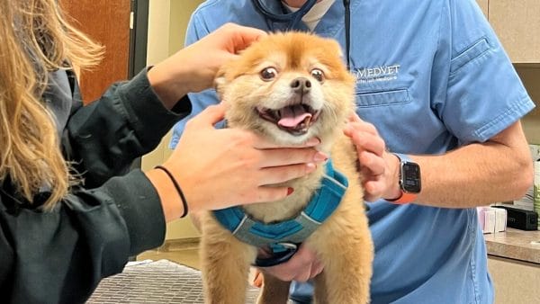 gastrointestinal-endoscopy-for-dogs-and-cats