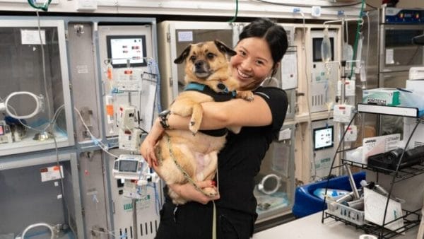 what-is-a-pet-emergency