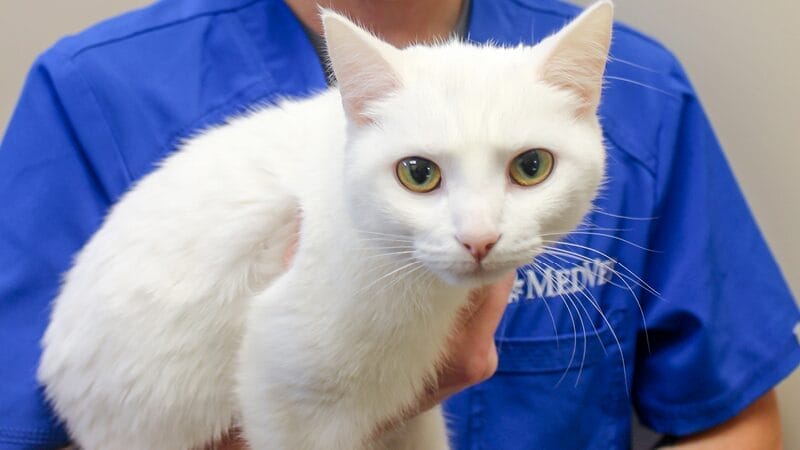 what-is-gastrointestinal-endoscopy