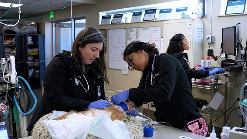 your-visit-to-a-medvet-veterinary-hospital