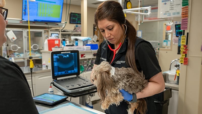 Critical-Care_Mallory-Horridge-with-patient_Vet-Tech-CVT
