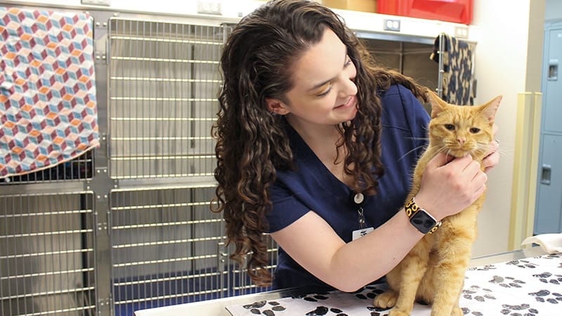 ER-Tech-Exam-With-Orange-Cat