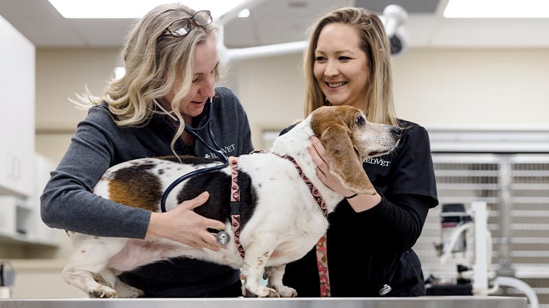 Emergency_Veterinary-Technicians_Caring_For_Dog