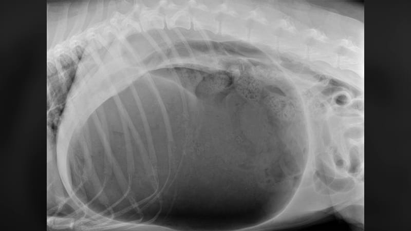 GDV_Radiograph