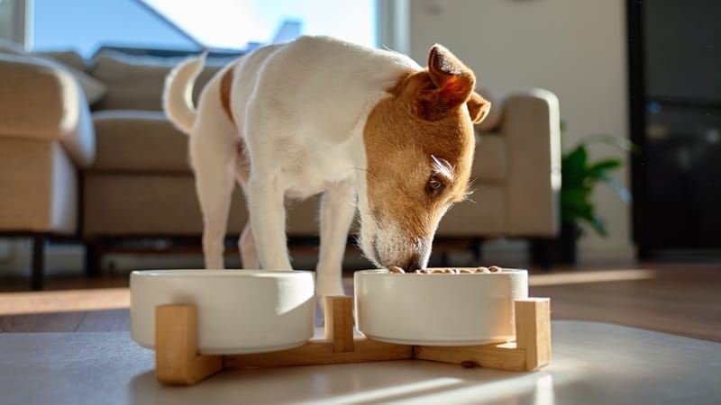 Jack-Russell-terrier-eating-dry-food-from-white-bowl
