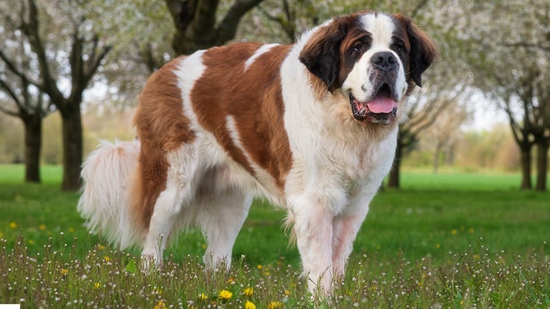 Saint_Bernard_Standing_In_Field