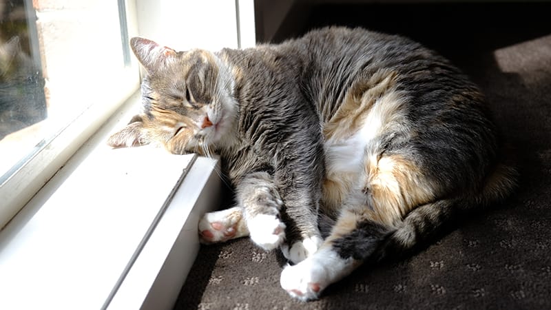 cat-sleeping-on-the-window