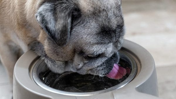 chronic-kidney-disease-pets