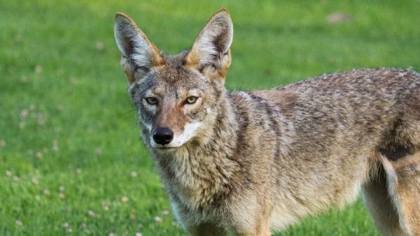 coyote-attacks-on-pets