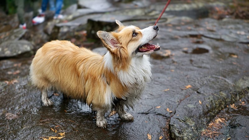dog-hiking-on-a-rainy-day