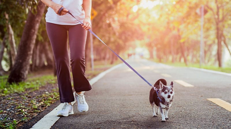 how-to-protect-your-pet-from-coyotes