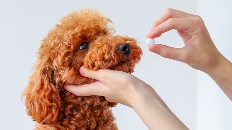 pet-seizure-medications