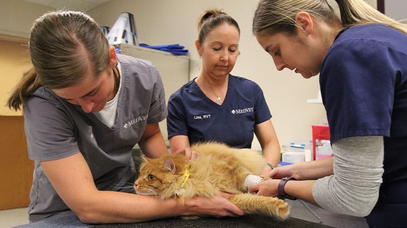 seizures-in-pets-diagnosis