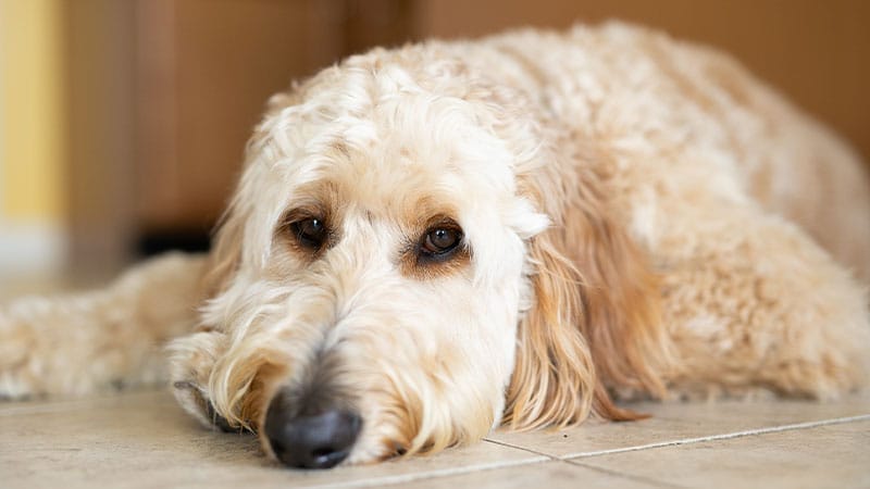 what-causes-seizures-in-pets