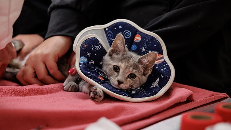 what-to-do-if-pet-gets-attacked-by-coyote-exam