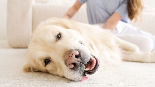 what-to-do-if-your-dog-or-cat-has-a-seizure