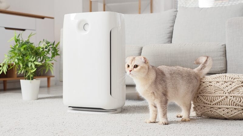 air-purifier-environmental-modification-for-cats-with-asthma