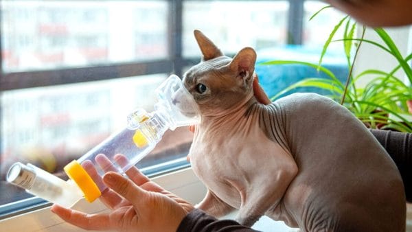 asthma-in-cats-signs-causes-treatment-long-term-management