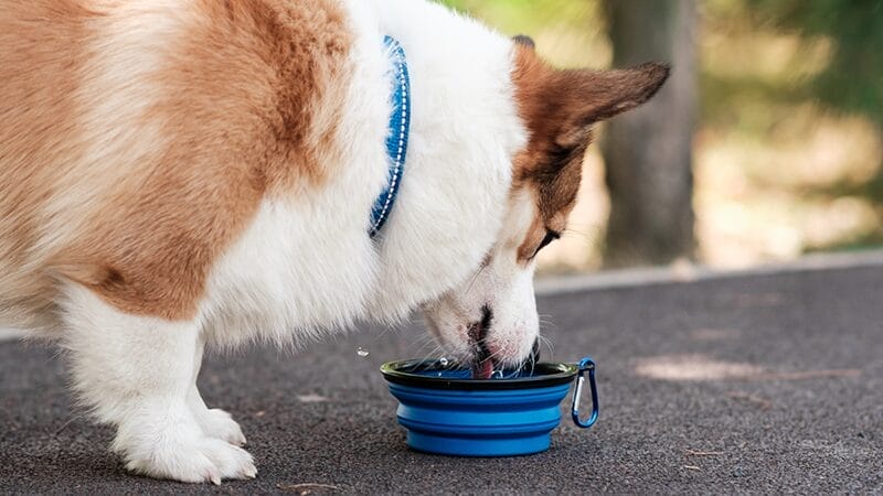 bring-the-right-gear-for-pets-collapsable-water-bowls