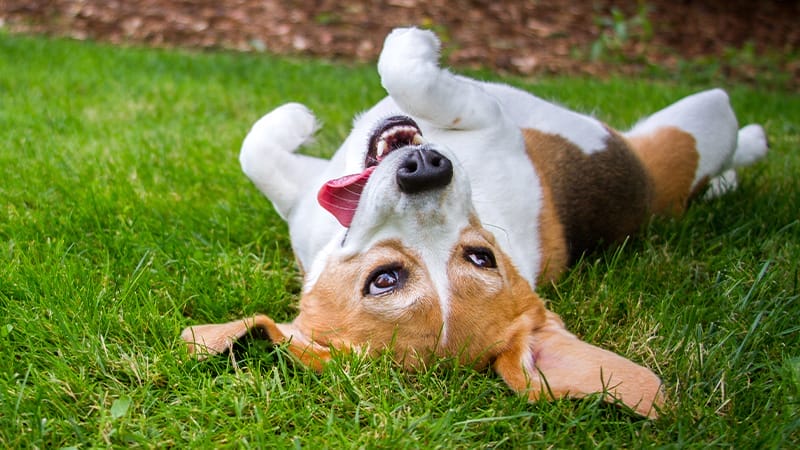 causes-seasonal-allergies-pets