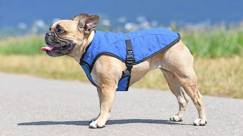 cooling-vest-for-dogs-to-help-prevent-overheating