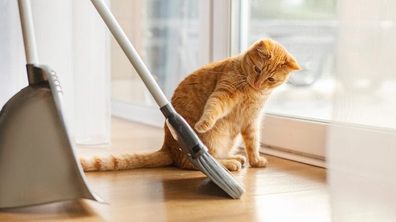 dust-triggers-asthma-in-cats
