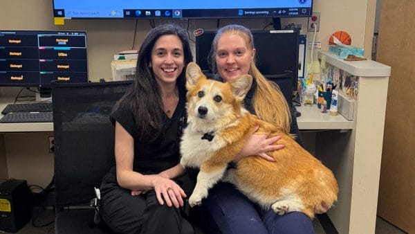 echocardiography-for-dogs-and-cats