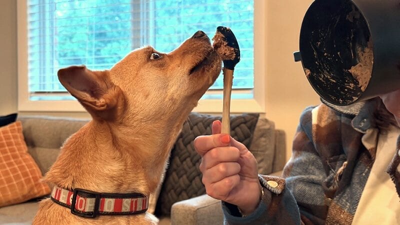 gravity-assisted-feeding-for-dogs-with-megaesophagus