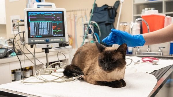heart-arrhythmias-in-cats-and-dogs
