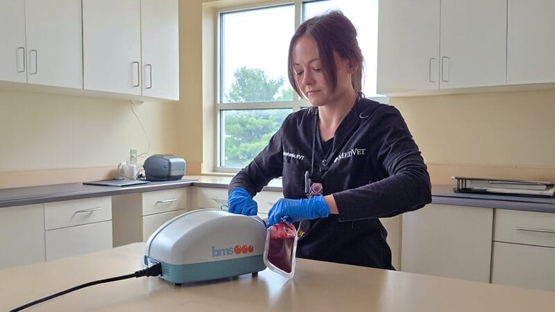 how-pet-blood-donation-works-at-medvet