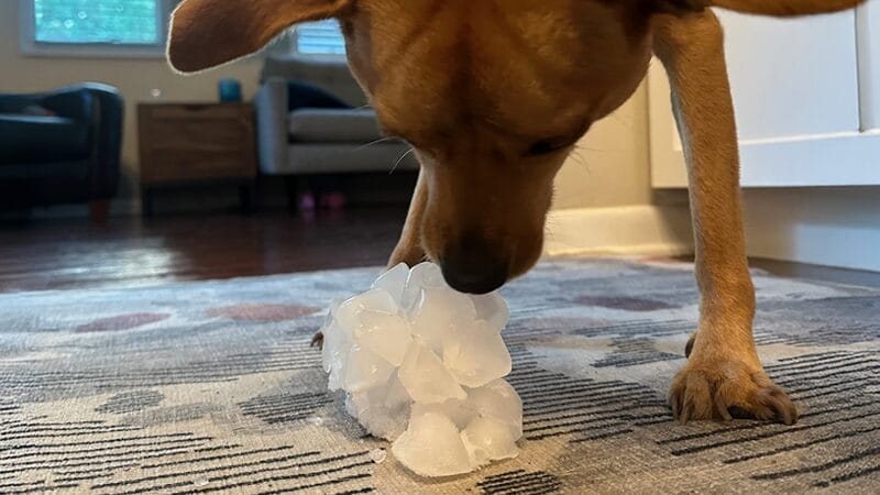 ice-cube-hydration-option-for-dogs-with-megaesophagus