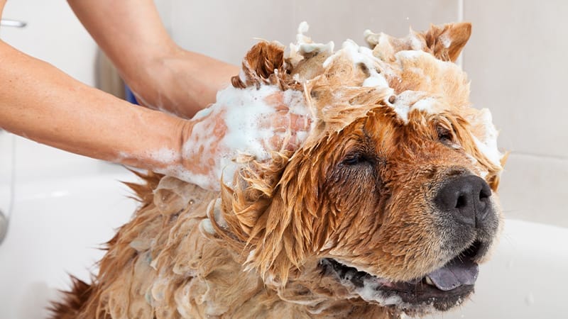 managing-pet-allergies
