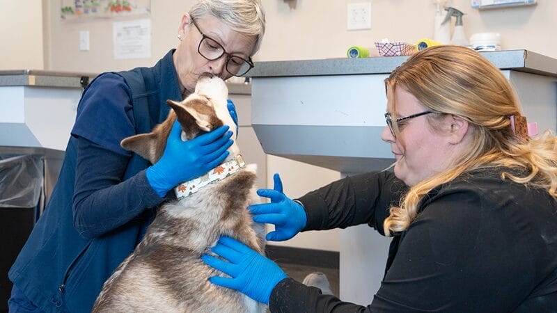 pet-blood-donation-preparation-with-medvet-caregivers