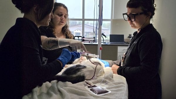 pet-blood-donation-why-it-matters-and-how-medvet-is-addressing-a-critical-need