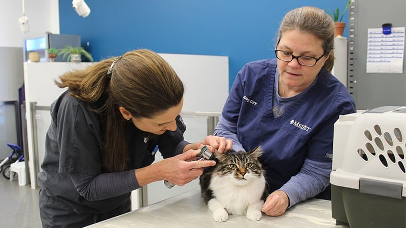 pet-seasonal-allergies-dermatologist